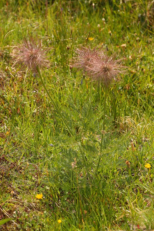 Pulsatilla sp.